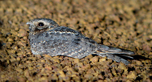Standard-winged Nightjar (female)