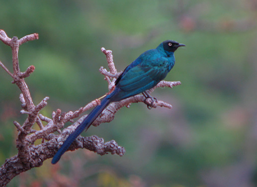 Long-tailed Starling