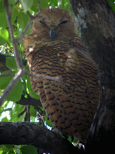 Pel's Fishing-Owl