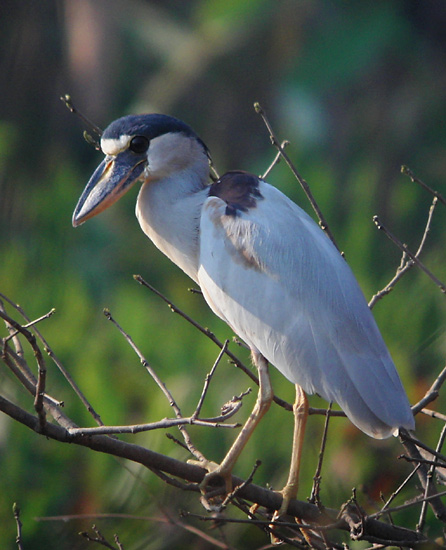 Boat-billed Heron