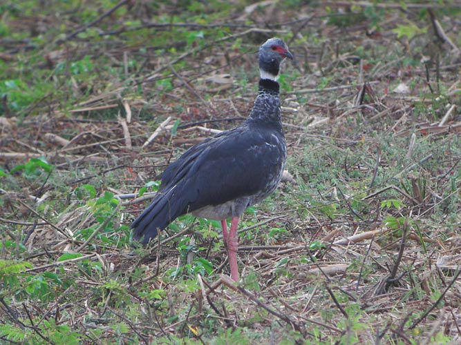 Southern Screamer