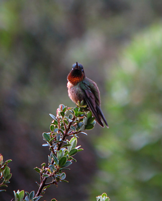 Orange-throated Sunangel