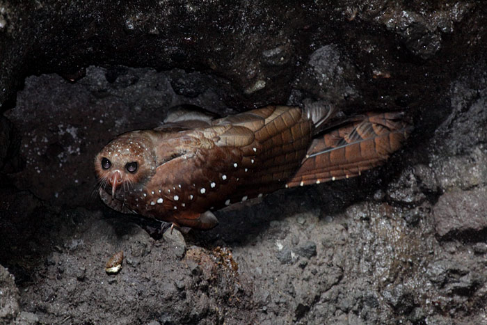 Oilbird