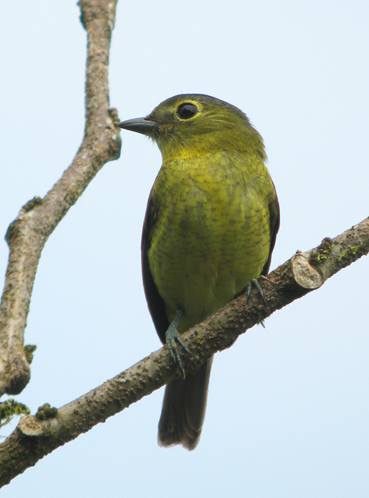 Barred Becard (female)