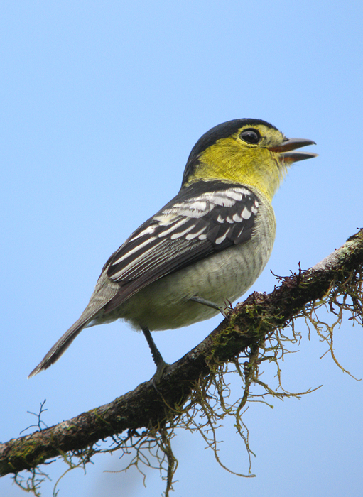 Barred Becard (male)