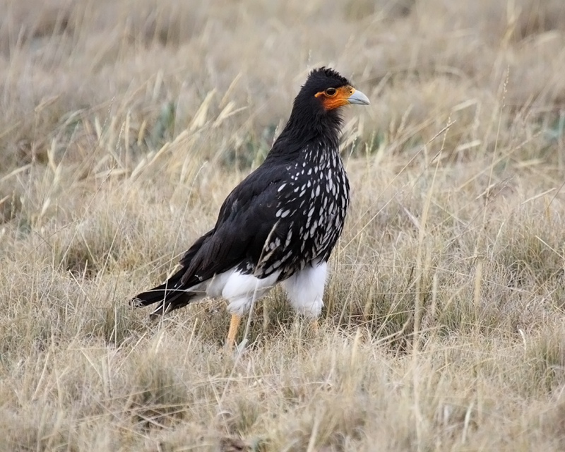 Carunculated-Caracara