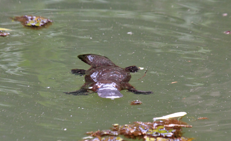 Platypus (Australia)
