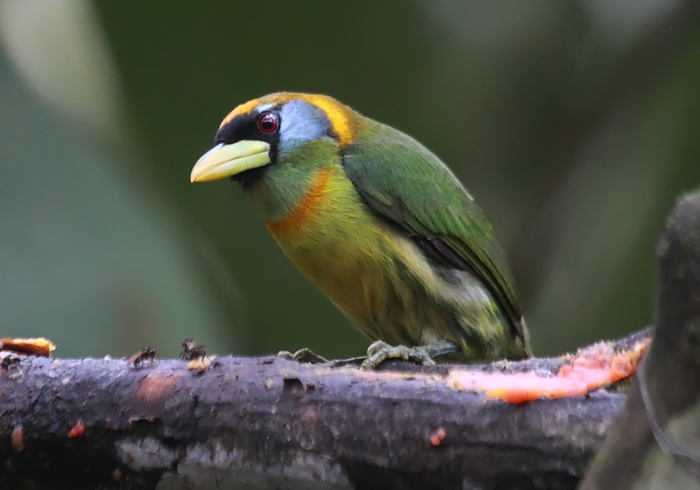 Red-headed Barbet