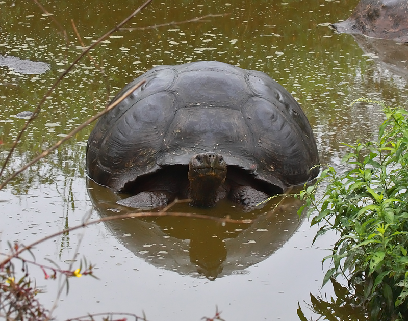 Giant-Tortoise-in-wallow-IMG_8858-Finca-Mariposa-Santa-Cruz-Galapagos-13-Nov-2010.jpg