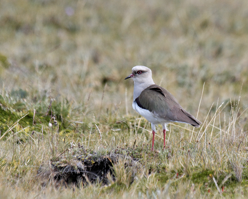 Andean Lapwing