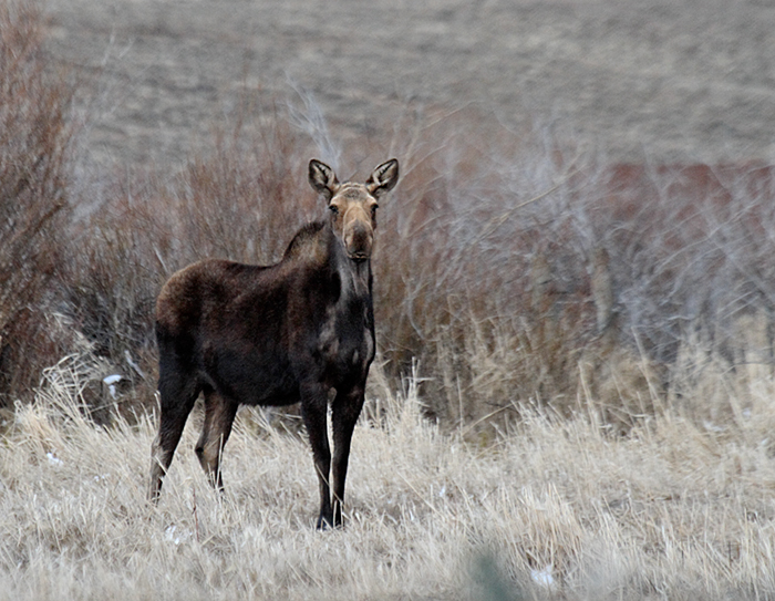 Moose (Colorado USA)