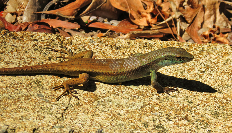 Mangrove Skink Emoia atroccostata (Borneo)