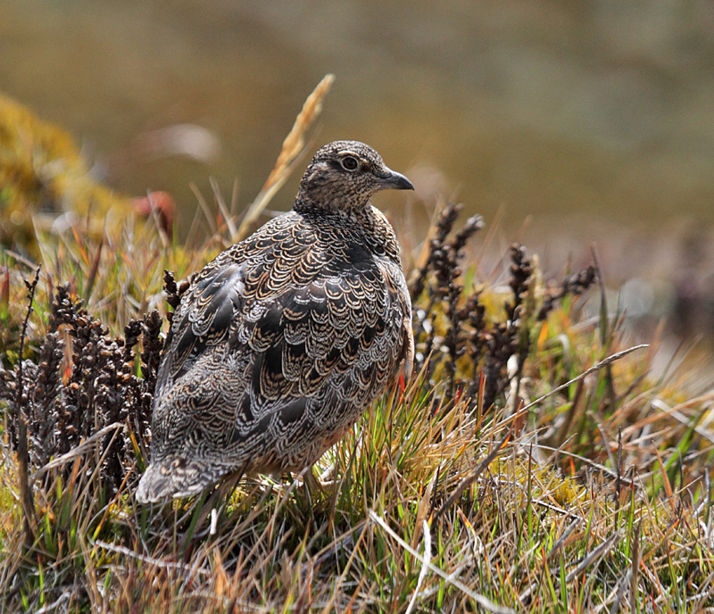 Rufous-bellied Seedsnipe