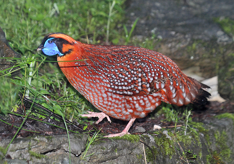 Temminck's Tragopan