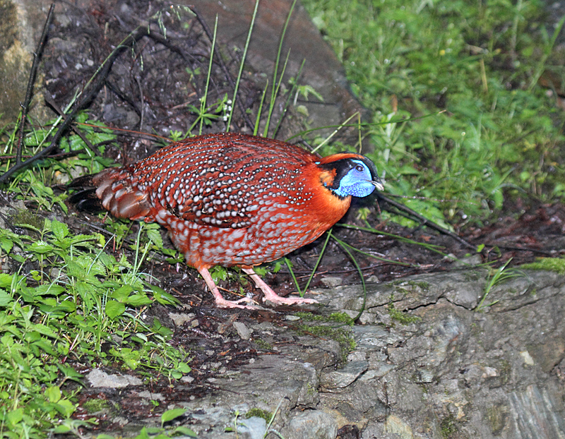 Temminck's Tragopan