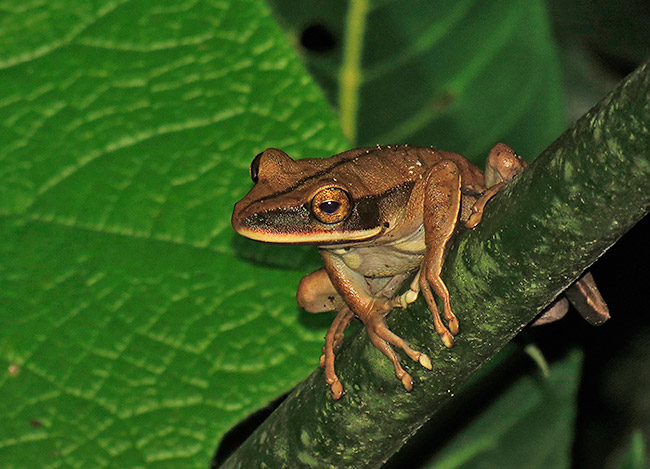 Rocket Treefrog