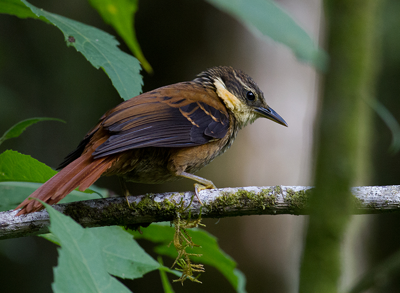 Buffly-Tuftedcheek-Los-Quetzales-Trail-Volcan-Baru-NP-Panama-10-March-2013-Edited-IMG_2693.jpg