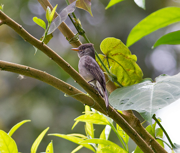 Dark-Pewee-Finca-Lerida-Panama-13-March-2013-Edited-IMG_3851.jpg