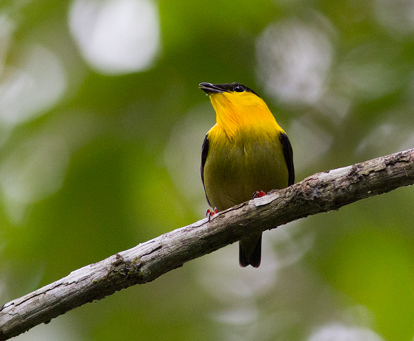 Golden-collared-Manakin-male-Bayano-Panama-16-March-2013-Edited-IMG_8040.jpg