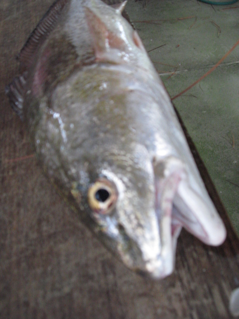 SGI9070047.JPG