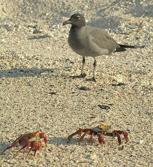 Predator & Sally Go Forth Crab Morsel Question