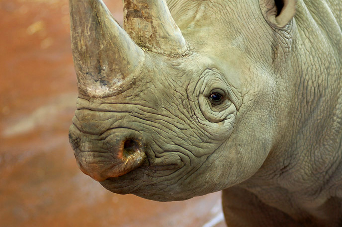 Rhino