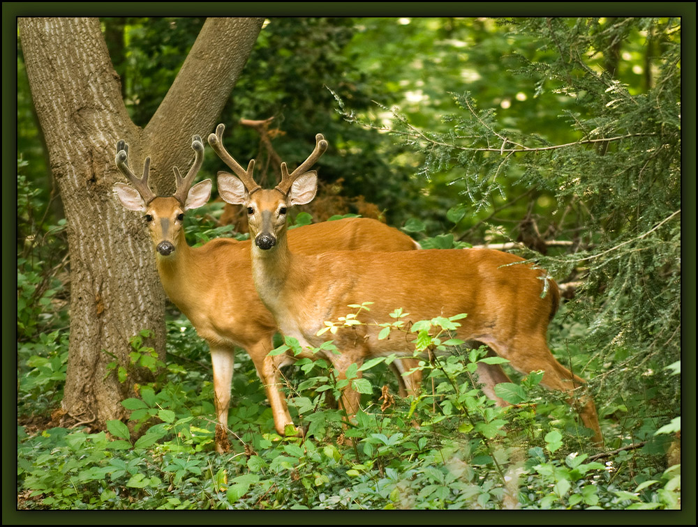 Double Deer