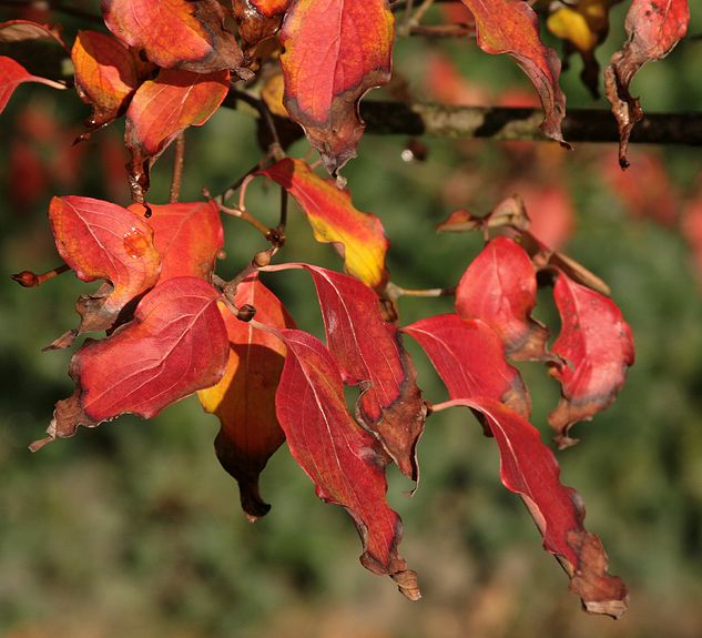 o6/83/3783/1/70600607.uVegqSiG.herfst_001.jpg