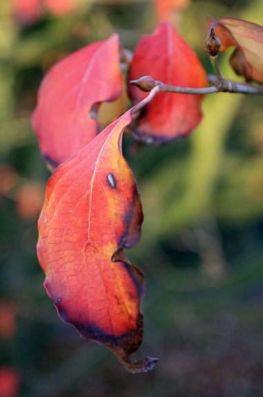o6/83/3783/1/70600608.wltMoHF2.herfst_002.jpg