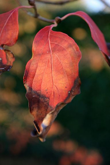 o6/83/3783/1/70600609.03h9P4aY.herfst_003.jpg