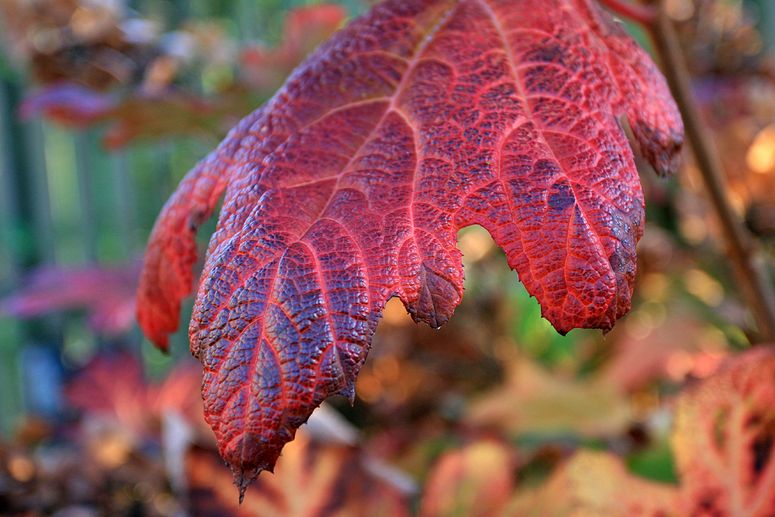 o6/83/3783/1/70600610.Kg8NmCot.herfst_004.jpg