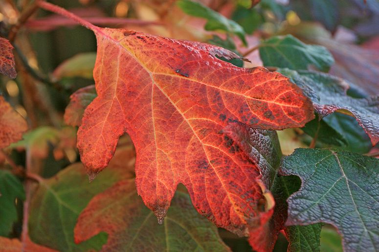 o6/83/3783/1/70600611.7x1vGX5q.herfst_005.jpg