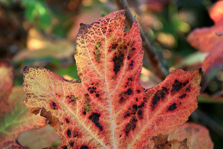 o6/83/3783/1/70600612.2BGEgzax.herfst_006.jpg
