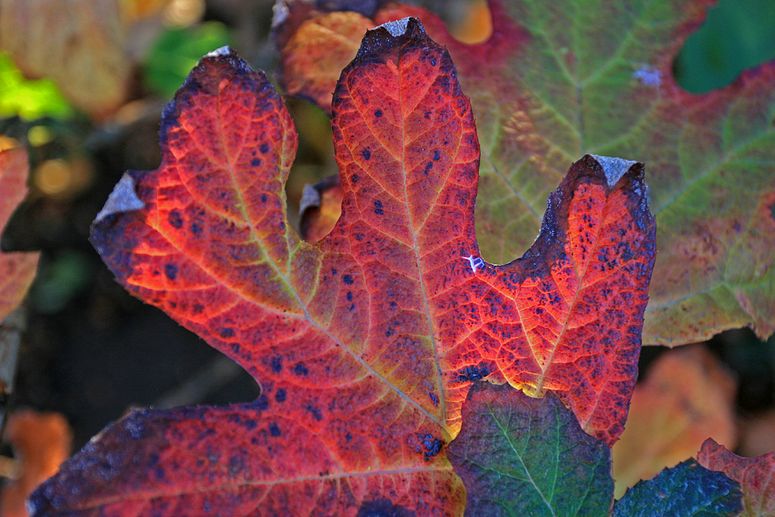 o6/83/3783/1/70600613.adEneD68.herfst_007.jpg