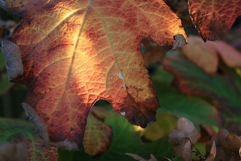 o6/83/3783/1/70600614.a1NZDiFM.herfst_008.jpg