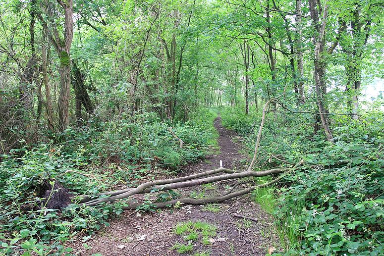 Natuurrerservaat Winkelsbroek-De Dongen