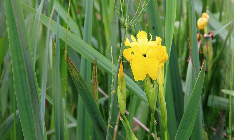 Natuurrerservaat Winkelsbroek-De Dongen