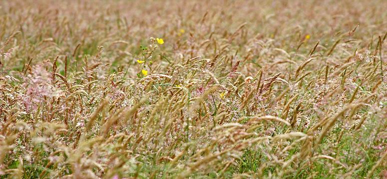 Natuurrerservaat Winkelsbroek-De Dongen