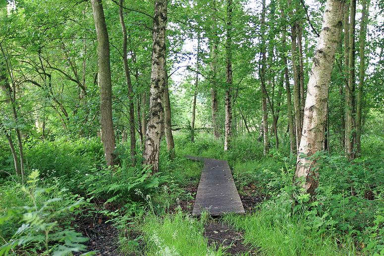 Natuurrerservaat Winkelsbroek-De Dongen