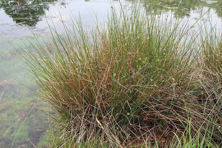 Natuurrerservaat Winkelsbroek-De Dongen