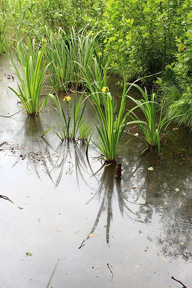 Natuurrerservaat Winkelsbroek-De Dongen