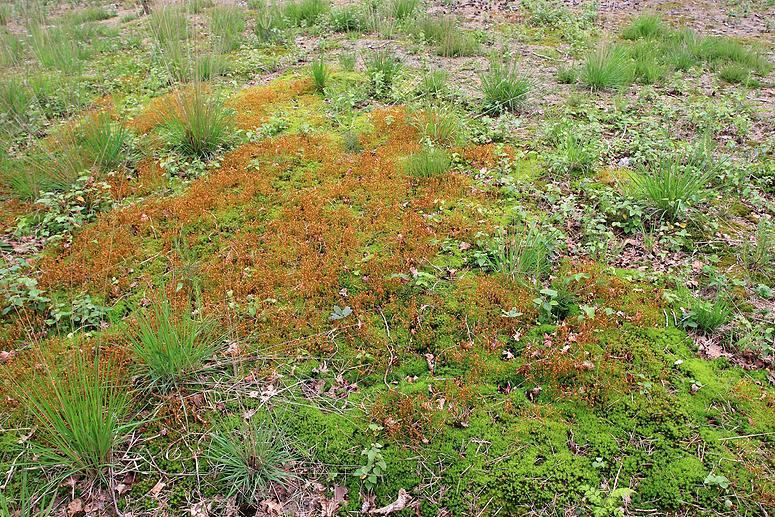 Natuurrerservaat Winkelsbroek-De Dongen