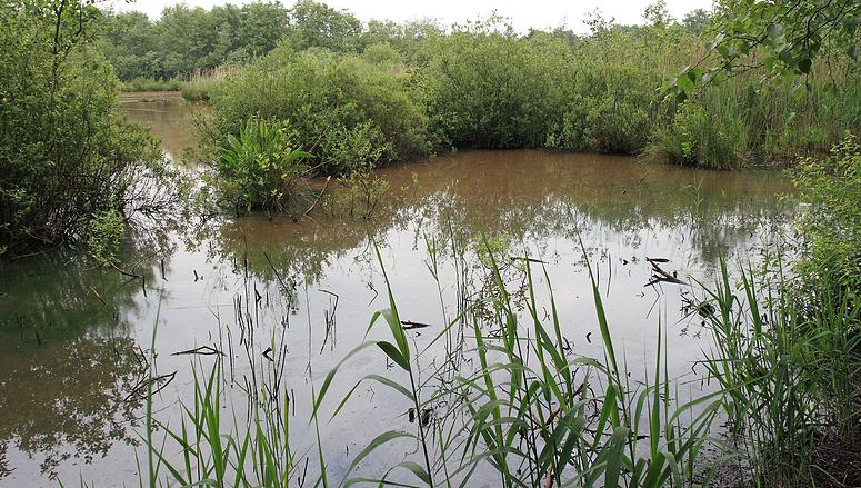 Natuurrerservaat Winkelsbroek-De Dongen