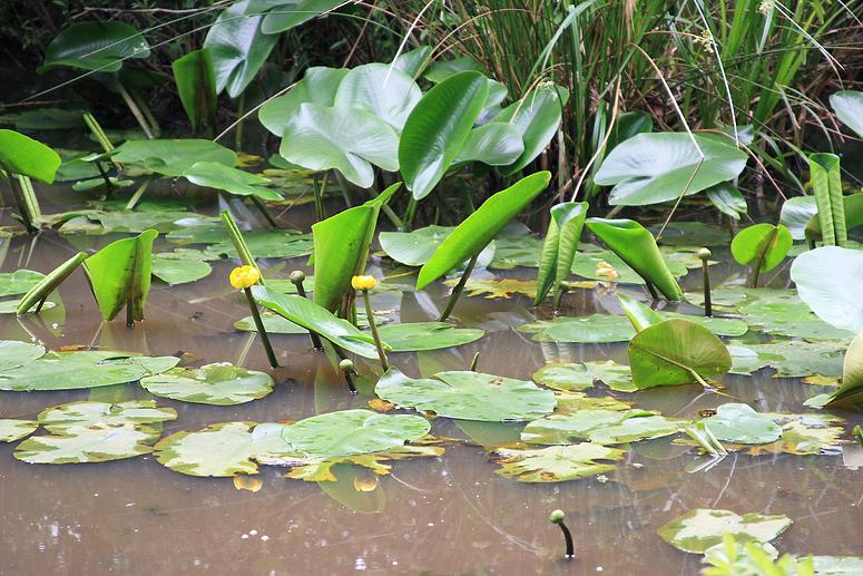 Natuurrerservaat Winkelsbroek-De Dongen