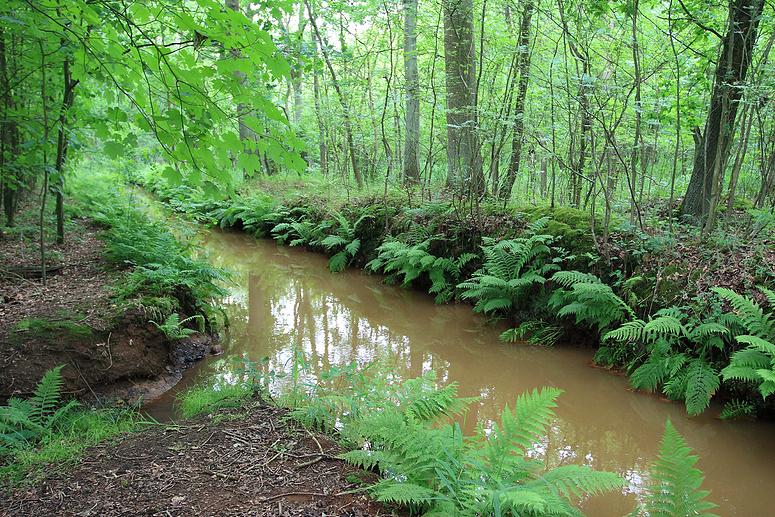 Natuurrerservaat Winkelsbroek-De Dongen