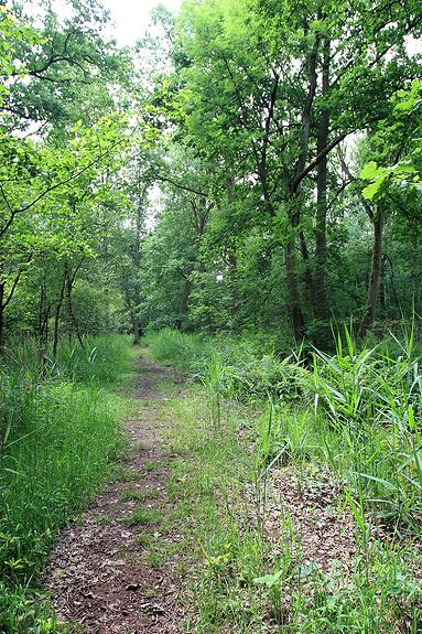 Natuurrerservaat Winkelsbroek-De Dongen