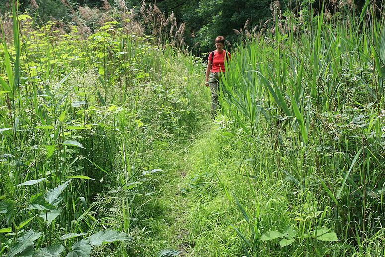 Natuurrerservaat Winkelsbroek-De Dongen