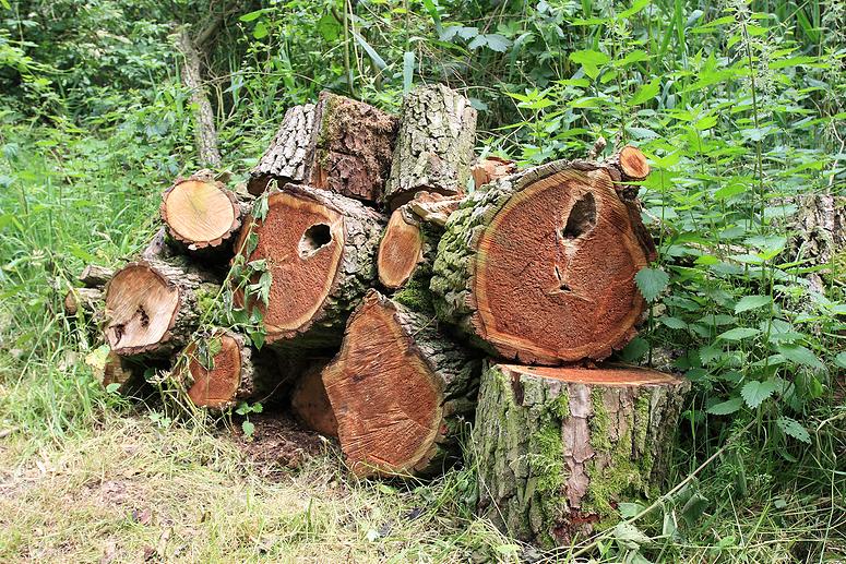Natuurrerservaat Winkelsbroek-De Dongen