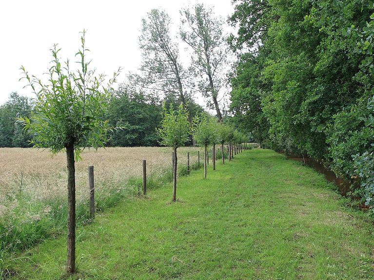 Natuurrerservaat Winkelsbroek-De Dongen
