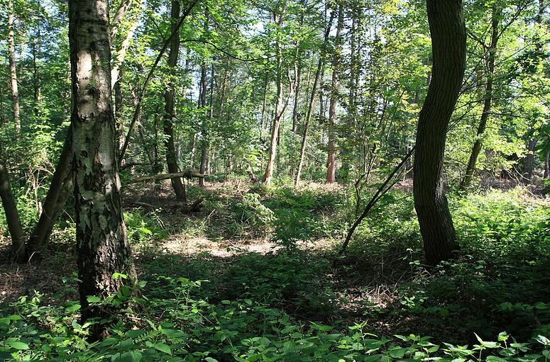 Doolhofwandeling Turnhout